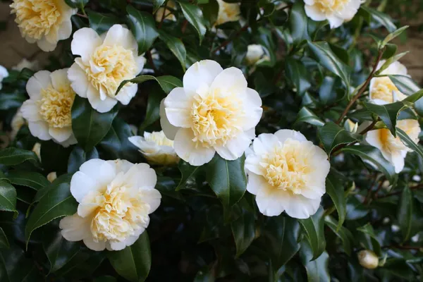 Japonica_Variety_Camellia__Flower_Plant_&_Tree_For_Your_Sweet_Home_Gardening_(1.5-3.5_Ft_Height)_Pack_Of_1