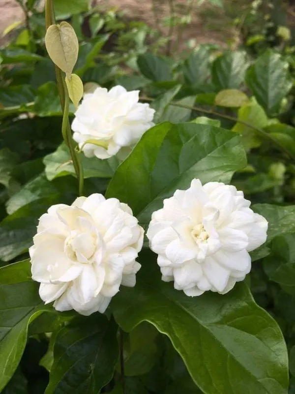 Jasmine_Flowering_Plant_For_Home_Garden_(1.5-3.5_Ft_Height)_Easy_To_Grow_Jasmine_Plant,_Pack_Of_1