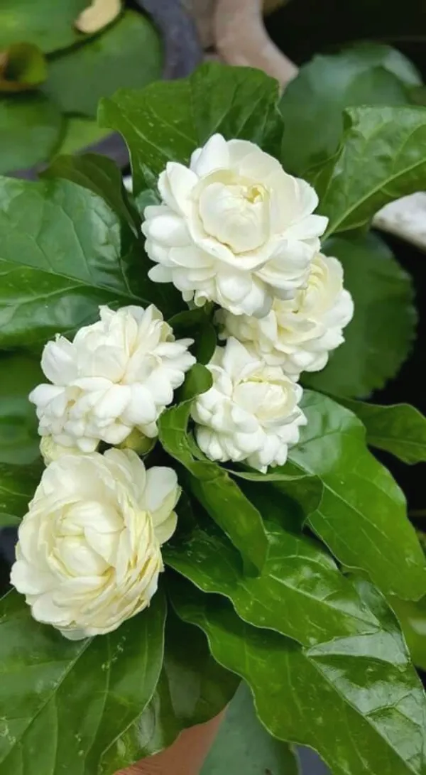 Jasmine_Flowering_Plant_For_Home_Garden_(1.5-3.5_Ft_Height)_Easy_To_Grow_Jasmine_Plant,_Pack_Of_1