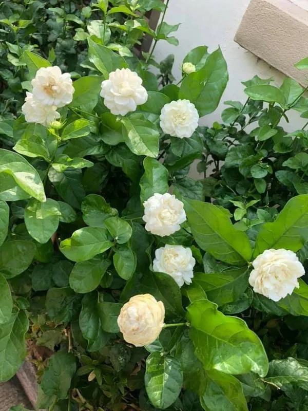 Jasmine_Flowering_Plant_For_Home_Garden_(1.5-3.5_Ft_Height)_Easy_To_Grow_Jasmine_Plant,_Pack_Of_1