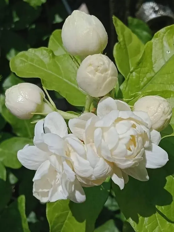 Jasmine_Flowering_Plant_For_Home_Garden_(1.5-3.5_Ft_Height)_Easy_To_Grow_Jasmine_Plant,_Pack_Of_1