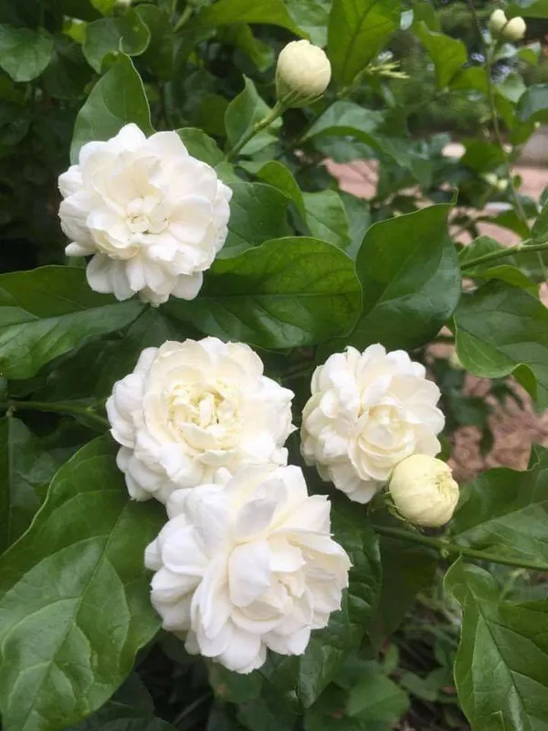 Jasmine_Flowering_Plant_For_Home_Garden_(1.5-3.5_Ft_Height)_Easy_To_Grow_Jasmine_Plant,_Pack_Of_1
