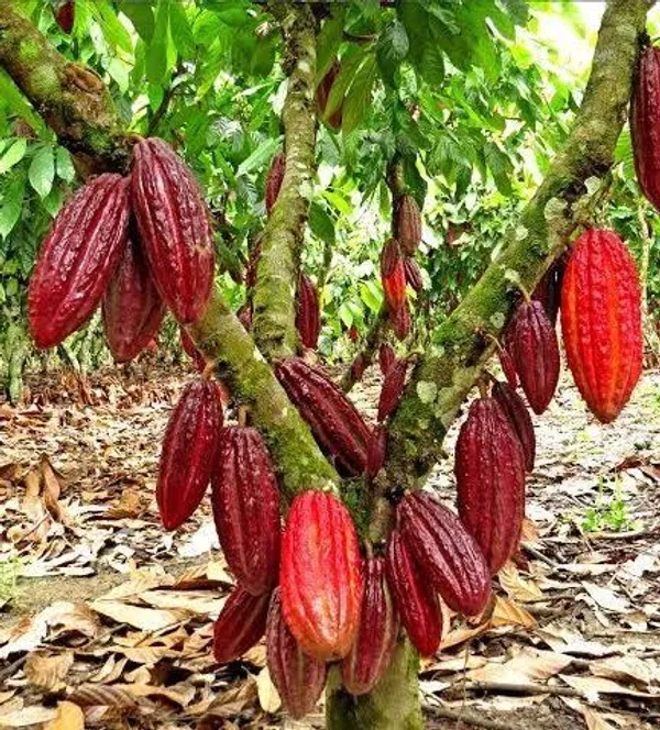 Greenery_Nursery®_Cocoa_Fruit_Plant_&_Trees_(1.5-3.5_Ft_Height)_Rare_Hybrid_Dwarf_Cocoa_Plant_(Pack_of_1)
