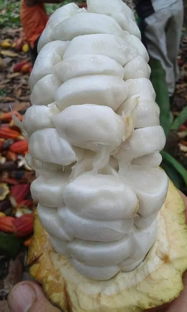 Greenery_Nursery®_Cocoa_Fruit_Plant_&_Trees_(1.5-3.5_Ft_Height)_Rare_Hybrid_Dwarf_Cocoa_Plant_(Pack_of_1)
