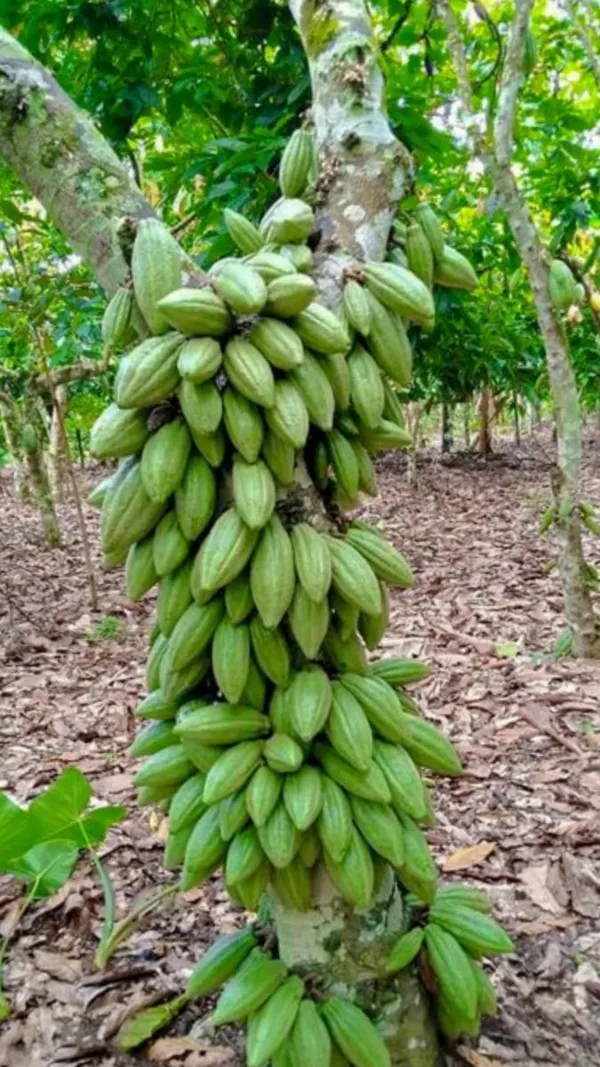 Greenery_Nursery®_Cocoa_Fruit_Plant_&_Trees_(1.5-3.5_Ft_Height)_Rare_Hybrid_Dwarf_Cocoa_Plant_(Pack_of_1)