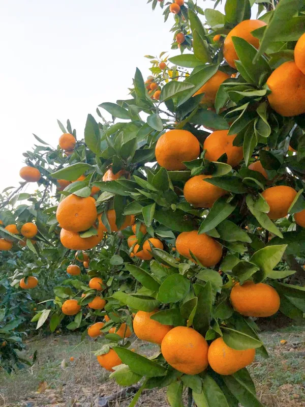 Satsuma_Hybrid_Orange_Plant_|_Sweet,_Juicy_Citrus_Variety_|_Easy_to_Grow_Fruit_Tree_for_Terrace_&_Backyard_Garden,_Pack_Of_1