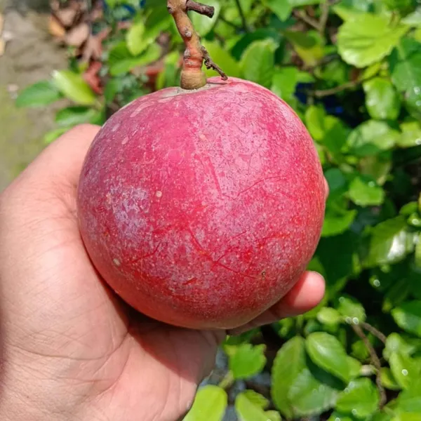 American_Red_Palmer_(Grafted)_Mango_Fruit_Plant_&_Tree_(1.5-3.5_Ft_Hight)_For_Home_Gardening,_Well_Watered_Red_Palmer_Super_Juice_Mango_Plant_(Hybrid,_Pack_Of_1)