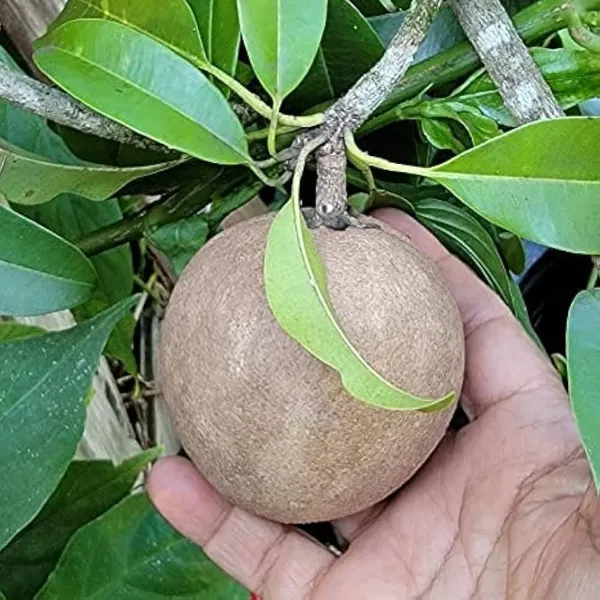 All_Time_Cricket_Ball_Chiku__Fruit_Plant_(Grafted)_Pack_Of_1