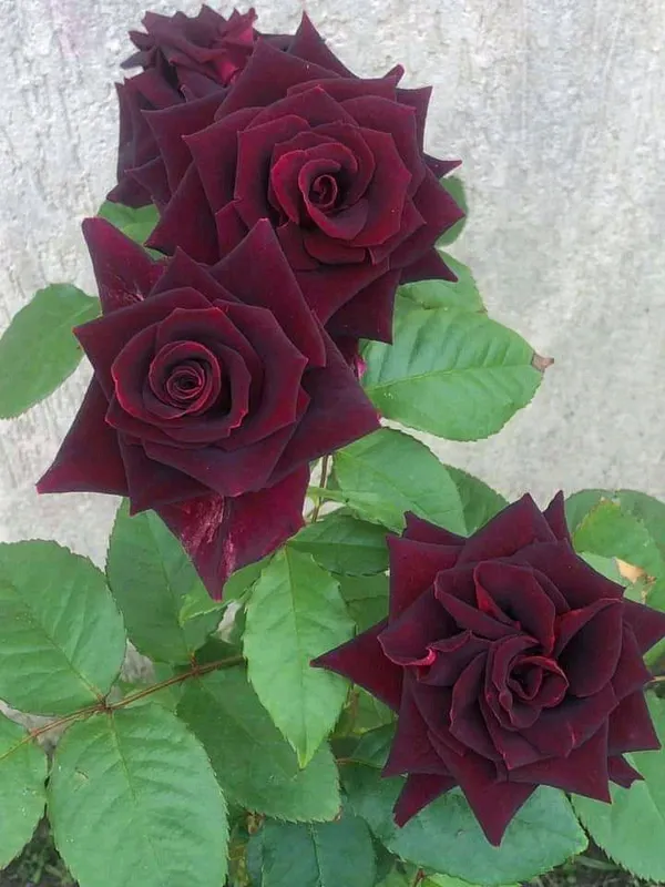 Gorgeous_Red_Velvet_Rose_Flower_Plant_&_Tree_For_Home_Garden,_Easy_To_Grow_Healthy_Rose_Plant_(Grafted,_Pack_Of_1)