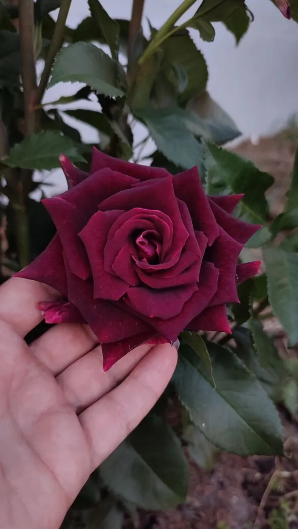 Gorgeous_Red_Velvet_Rose_Flower_Plant_&_Tree_For_Home_Garden,_Easy_To_Grow_Healthy_Rose_Plant_(Grafted,_Pack_Of_1)