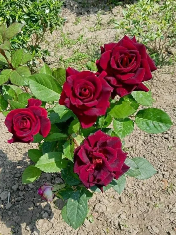 Gorgeous_Red_Velvet_Rose_Flower_Plant_&_Tree_For_Home_Garden,_Easy_To_Grow_Healthy_Rose_Plant_(Grafted,_Pack_Of_1)