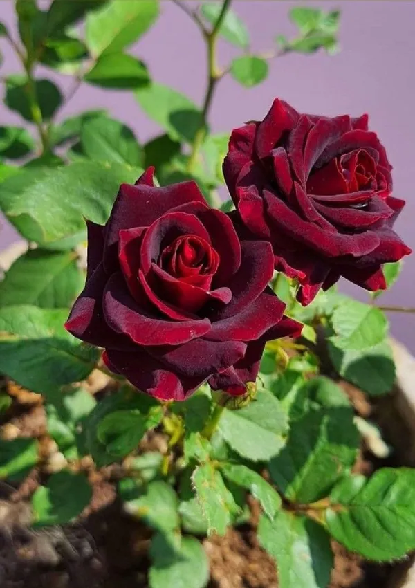 Gorgeous_Red_Velvet_Rose_Flower_Plant_&_Tree_For_Home_Garden,_Easy_To_Grow_Healthy_Rose_Plant_(Grafted,_Pack_Of_1)