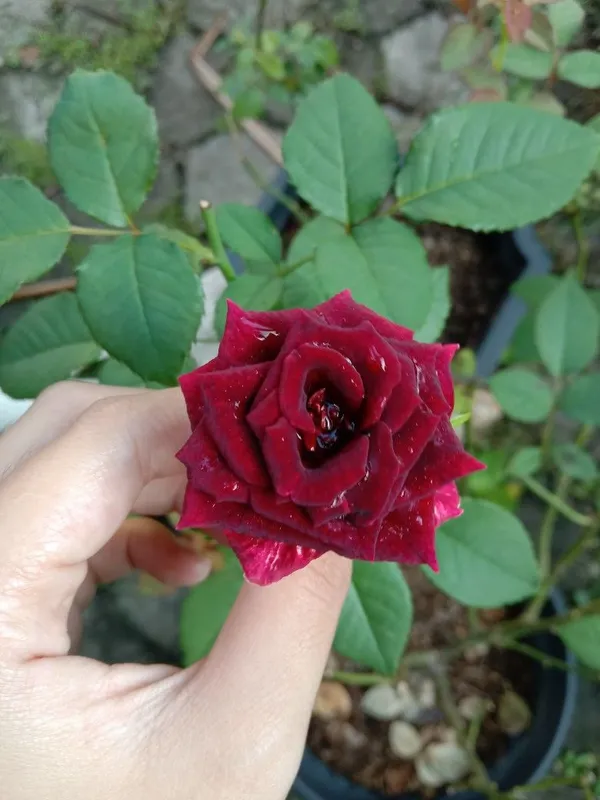 Gorgeous_Red_Velvet_Rose_Flower_Plant_&_Tree_For_Home_Garden,_Easy_To_Grow_Healthy_Rose_Plant_(Grafted,_Pack_Of_1)