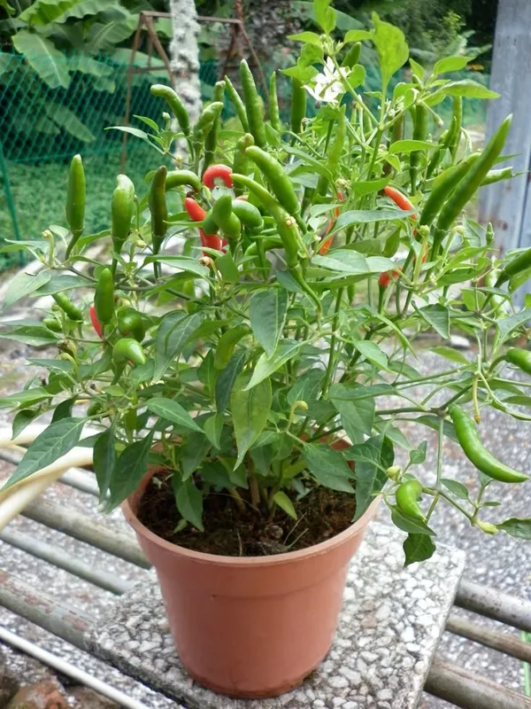 Greenery_Nursery®_Chili_Seeds_(0-30_Pices)_For_Home_Garden,_Pack_Of_1