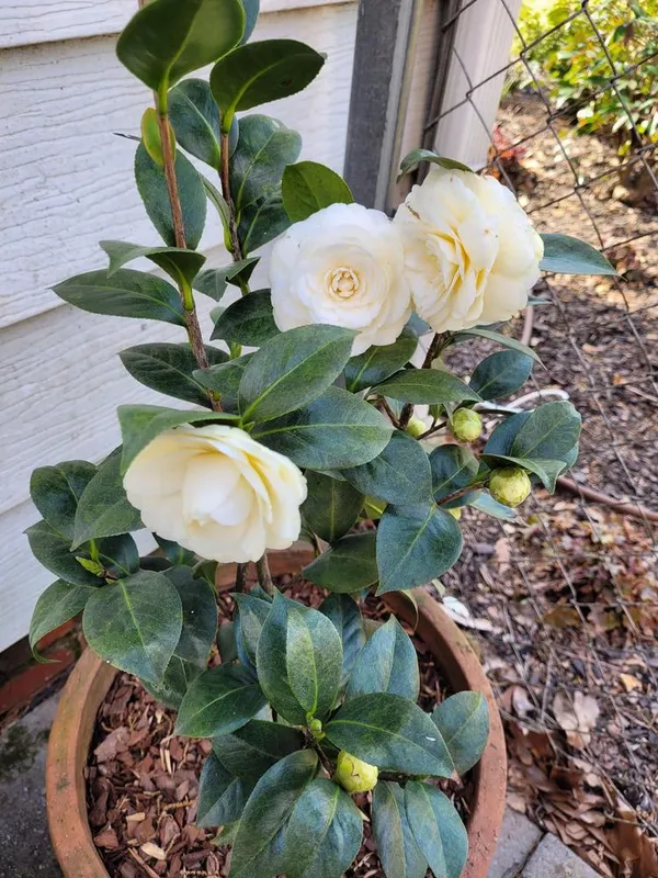 Gorgeous_White_Camellia_Ready_To_Bloom_Flower_Plant_&_Tree_For_Shrub/Bush/Home_Garden_(1.5-3.5_Ft_Height)_Pack_Of_1