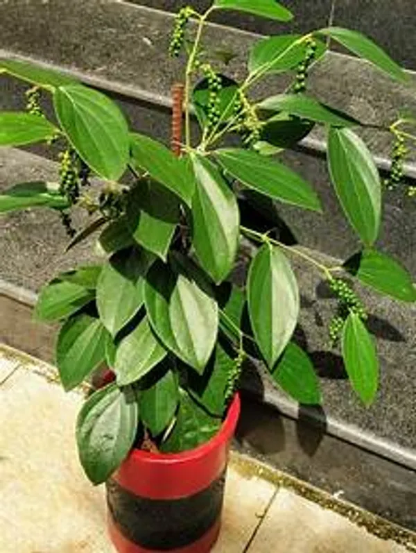 Kali_Mirch/Black_Paper_Plant_For_Shrub/Home_Garden_Kali_Mirch_Highly_Benefited_Plant_(Hybrid)_Pack_Of