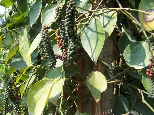 Kali_Mirch/Black_Paper_Plant_For_Shrub/Home_Garden_Kali_Mirch_Highly_Benefited_Plant_(Hybrid)_Pack_Of
