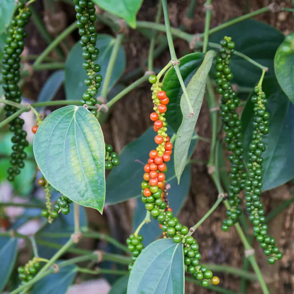 Kali_Mirch/Black_Paper_Plant_For_Shrub/Home_Garden_Kali_Mirch_Highly_Benefited_Plant_(Hybrid)_Pack_Of