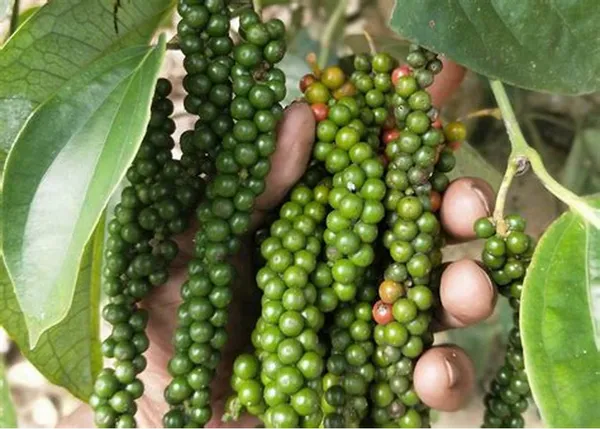 Kali_Mirch/Black_Paper_Plant_For_Shrub/Home_Garden_Kali_Mirch_Highly_Benefited_Plant_(Hybrid)_Pack_Of
