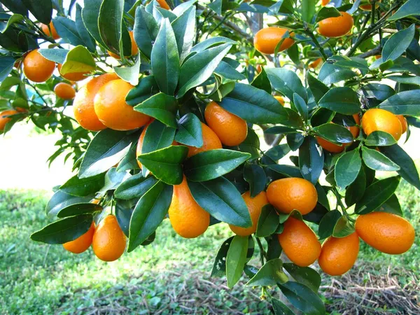 Kamquat_Orange__Fruit_Plant_&_Tree_(1.5-3.5_Ft_Height)_For_Home_Gardening_Well_Watered_kamquat_Plant_(Hybrid,_Pack_Of_1)