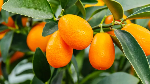 Kamquat_Orange__Fruit_Plant_&_Tree_(1.5-3.5_Ft_Height)_For_Home_Gardening_Well_Watered_kamquat_Plant_(Hybrid,_Pack_Of_1)