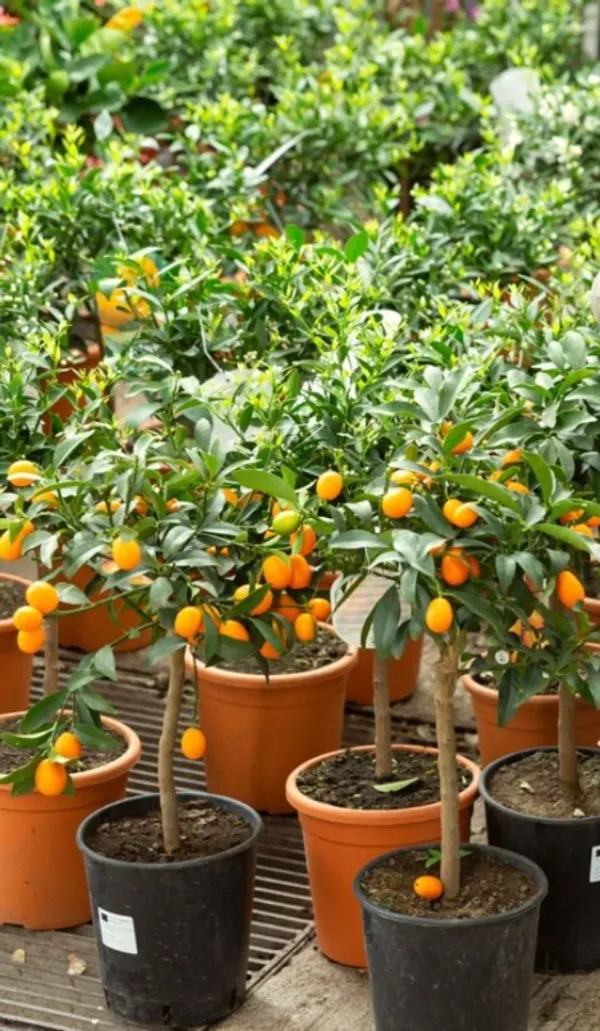 Kamquat_Orange__Fruit_Plant_&_Tree_(1.5-3.5_Ft_Height)_For_Home_Gardening_Well_Watered_kamquat_Plant_(Hybrid,_Pack_Of_1)