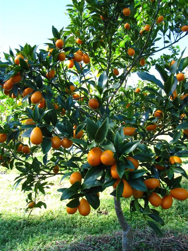 Kamquat_Orange__Fruit_Plant_&_Tree_(1.5-3.5_Ft_Height)_For_Home_Gardening_Well_Watered_kamquat_Plant_(Hybrid,_Pack_Of_1)
