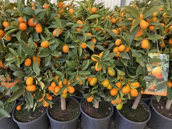Kamquat_Orange__Fruit_Plant_&_Tree_(1.5-3.5_Ft_Height)_For_Home_Gardening_Well_Watered_kamquat_Plant_(Hybrid,_Pack_Of_1)