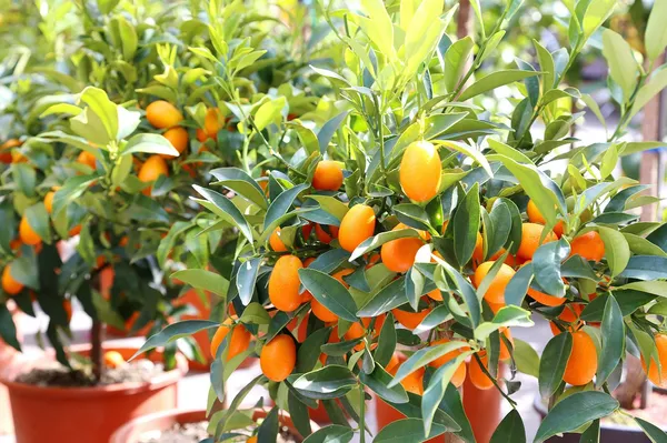 Kamquat_Orange__Fruit_Plant_&_Tree_(1.5-3.5_Ft_Height)_For_Home_Gardening_Well_Watered_kamquat_Plant_(Hybrid,_Pack_Of_1)