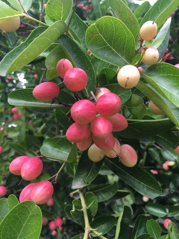 Sweet_Karmocha/Karonda_Delicious_Fruit_Plant_&_Tree_For_Home_Garden_(Hybrid,_Pack_of_1)
