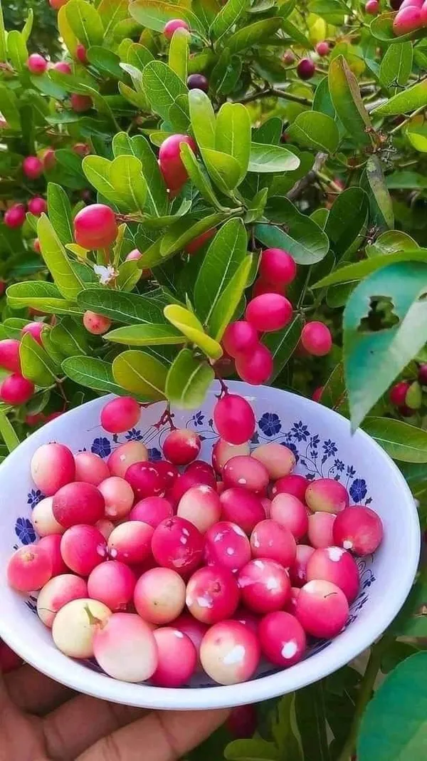 Sweet_Karmocha/Karonda_Delicious_Fruit_Plant_&_Tree_For_Home_Garden_(Hybrid,_Pack_of_1)