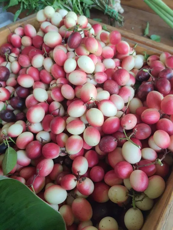 Sweet_Karmocha/Karonda_Delicious_Fruit_Plant_&_Tree_For_Home_Garden_(Hybrid,_Pack_of_1)