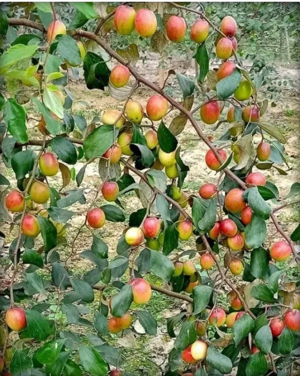 Kashmiri_Red_Ber_Apple_Delicious_Fruit_Plant_&_Tree_(1.5-3.5_Ft_Height)_For_Gardening,_Pack_Of_1