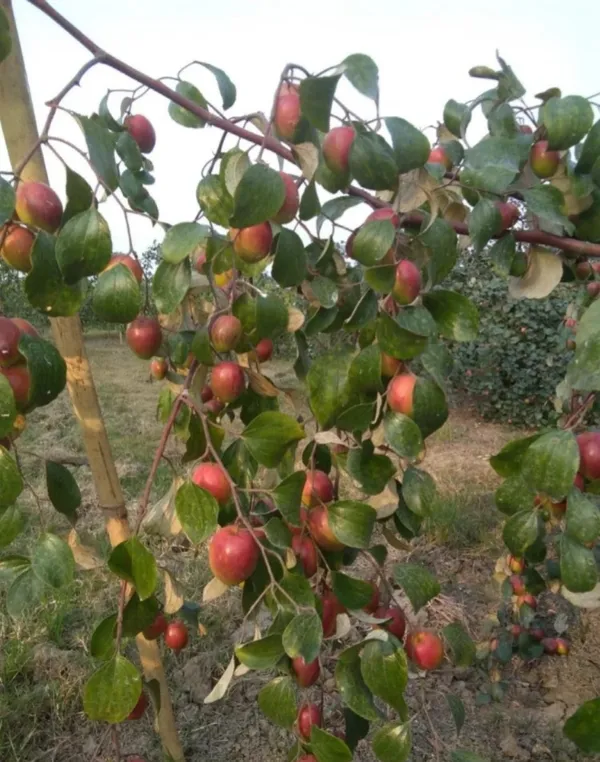 Kashmiri_Red_Ber_Apple_Delicious_Fruit_Plant_&_Tree_(1.5-3.5_Ft_Height)_For_Gardening,_Pack_Of_1
