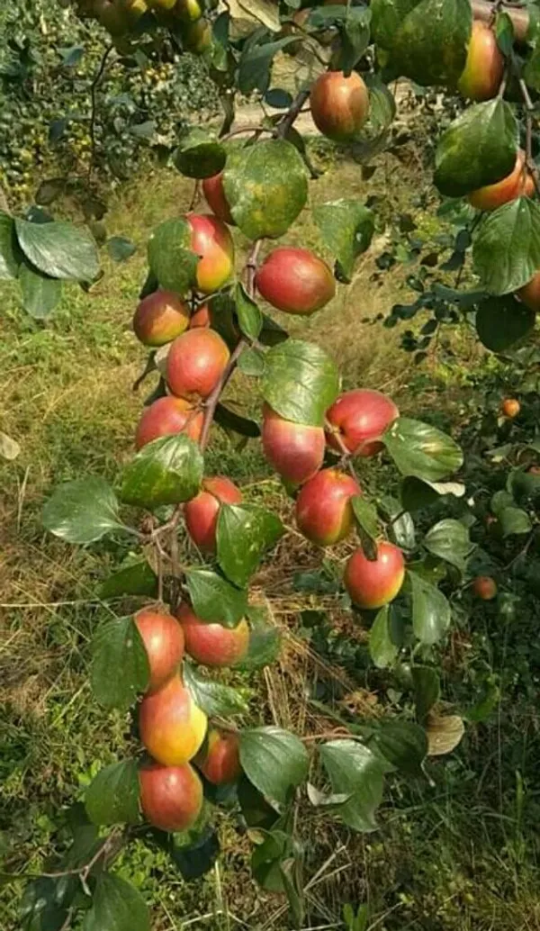 Kashmiri_Red_Ber_Apple_Delicious_Fruit_Plant_&_Tree_(1.5-3.5_Ft_Height)_For_Gardening,_Pack_Of_1