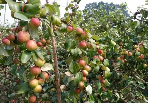 Kashmiri_Red_Ber_Apple_Delicious_Fruit_Plant_&_Tree_(1.5-3.5_Ft_Height)_For_Gardening,_Pack_Of_1