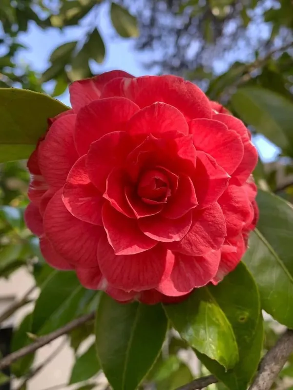 Camellia_(Red)_Flowering_Plant_(1.5-2_Ft_Hight)_For_Shrub/Bush/Home_Decoration/Gardening_(Pack_Of_1)