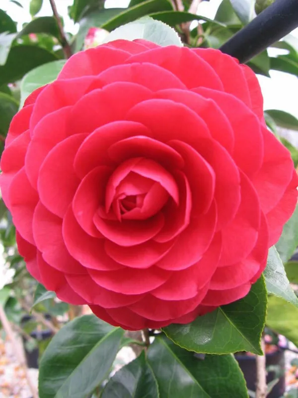 Camellia_(Red)_Flowering_Plant_(1.5-2_Ft_Hight)_For_Shrub/Bush/Home_Decoration/Gardening_(Pack_Of_1)