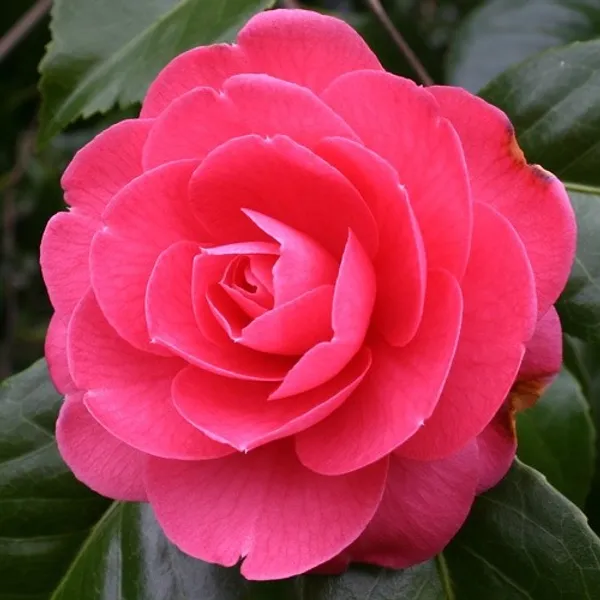 Camellia_(Red)_Flowering_Plant_(1.5-2_Ft_Hight)_For_Shrub/Bush/Home_Decoration/Gardening_(Pack_Of_1)