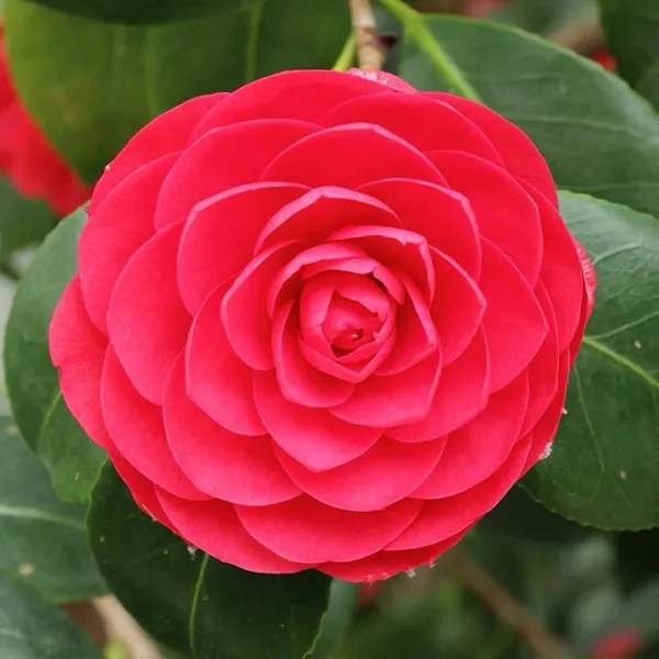 Camellia_(Red)_Flowering_Plant_(1.5-2_Ft_Hight)_For_Shrub/Bush/Home_Decoration/Gardening_(Pack_Of_1)