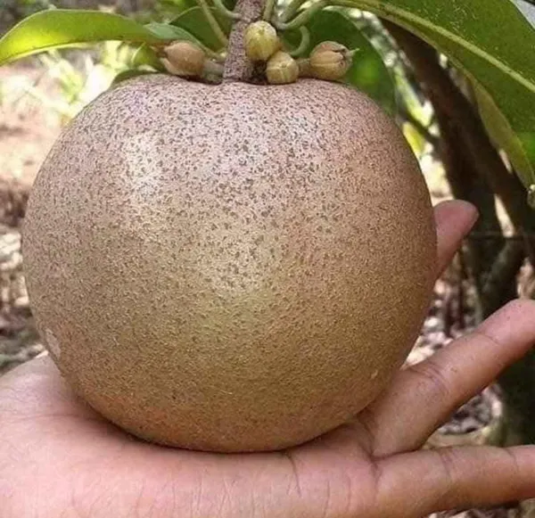 Thai_Kind_Sapota_(Grafed)_New_Variety_Chiku/Sapota_Healthy_Fruit_Plant_&_Tree_For_Home_Gardening_Hybrid_Chiku_Plant_(Grafted,_Pack_Of_1)