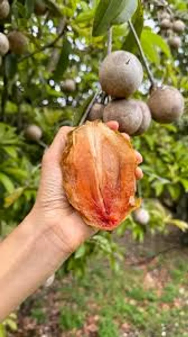 Thai_Kind_Sapota_(Grafed)_New_Variety_Chiku/Sapota_Healthy_Fruit_Plant_&_Tree_For_Home_Gardening_Hybrid_Chiku_Plant_(Grafted,_Pack_Of_1)