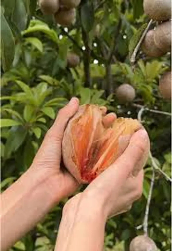 Thai_Kind_Sapota_(Grafed)_New_Variety_Chiku/Sapota_Healthy_Fruit_Plant_&_Tree_For_Home_Gardening_Hybrid_Chiku_Plant_(Grafted,_Pack_Of_1)