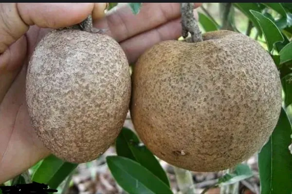 Thai_Kind_Sapota_(Grafed)_New_Variety_Chiku/Sapota_Healthy_Fruit_Plant_&_Tree_For_Home_Gardening_Hybrid_Chiku_Plant_(Grafted,_Pack_Of_1)