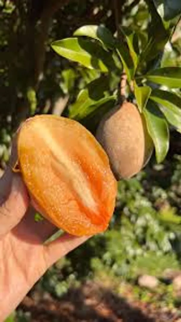 Thai_Kind_Sapota_(Grafed)_New_Variety_Chiku/Sapota_Healthy_Fruit_Plant_&_Tree_For_Home_Gardening_Hybrid_Chiku_Plant_(Grafted,_Pack_Of_1)