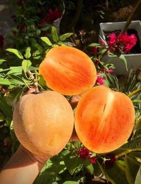 Thai_Kind_Sapota_(Grafed)_New_Variety_Chiku/Sapota_Healthy_Fruit_Plant_&_Tree_For_Home_Gardening_Hybrid_Chiku_Plant_(Grafted,_Pack_Of_1)