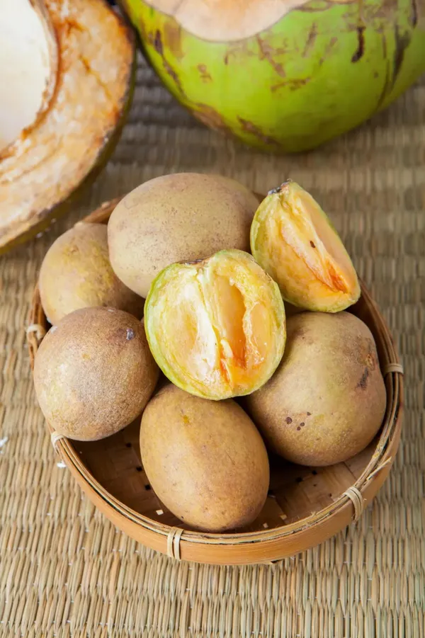 Thai_Kind_Sapota_(Grafed)_New_Variety_Chiku/Sapota_Healthy_Fruit_Plant_&_Tree_For_Home_Gardening_Hybrid_Chiku_Plant_(Grafted,_Pack_Of_1)