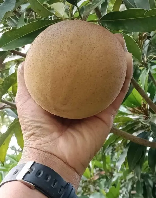 Thai_Kind_Sapota_(Grafed)_New_Variety_Chiku/Sapota_Healthy_Fruit_Plant_&_Tree_For_Home_Gardening_Hybrid_Chiku_Plant_(Grafted,_Pack_Of_1)