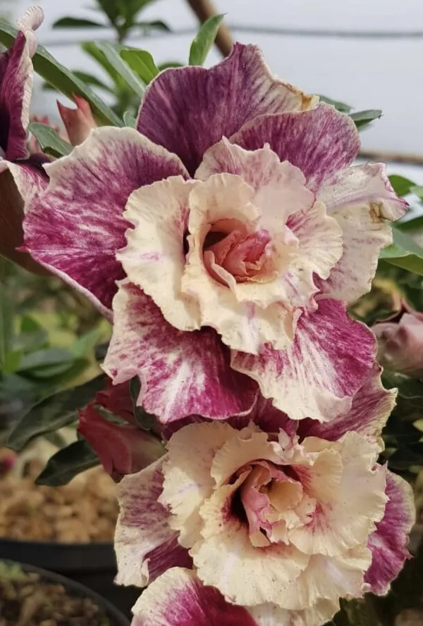 Rosey_Verity_Grafted_Adenium_Plant_(_Pack_of_1)