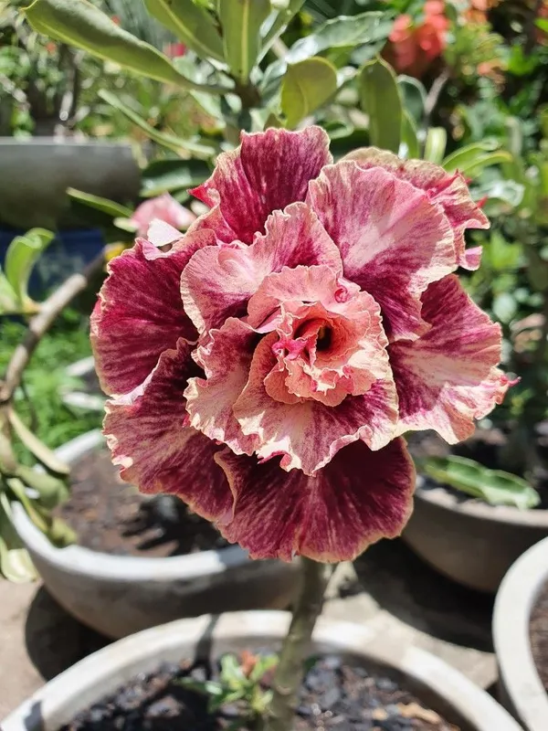 Rosey_Verity_Grafted_Adenium_Plant_(_Pack_of_1)